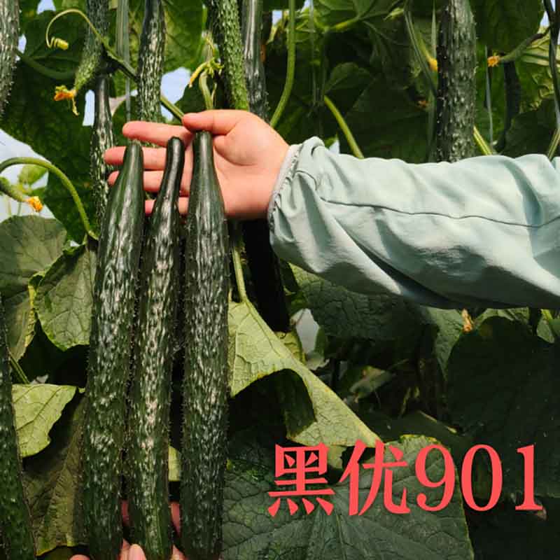 901